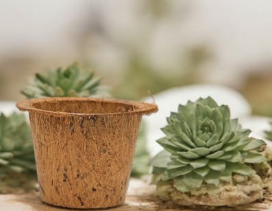 DIY Gardening Kit